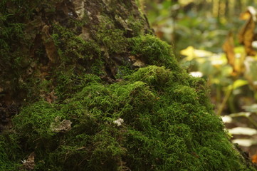 green moss on a tree