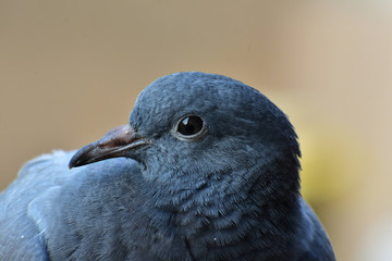 Wildlife And Nature