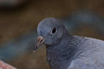 Obraz premium Wildlife And Nature