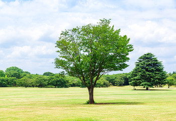 芝生が広がる緑の公園