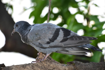 Wildlife And Nature