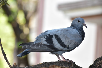 Wildlife And Nature
