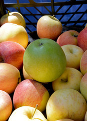 organic and fresh apples in the market