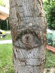 man in the forest arbre &agrave; &oelig;il