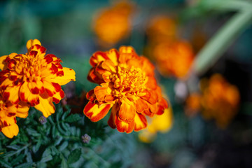 Beautiful flower. Floral background. Garden plants. Flowers in natural light.