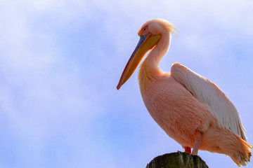Great pink african pelican bird on a bright blue background. Close-up and bottom view