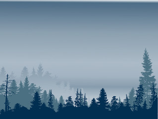 blue dark fir forest in grey mist