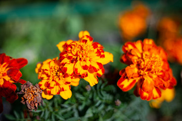 Garden flowers. Background flower. Beautiful plant. Background harmony of nature.