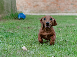 red-haired dachshund runs on a green lawn. dachshund on the fly