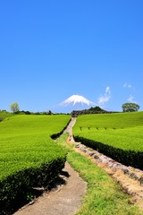富士山と茶畑