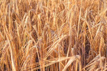 Wheat field. Golden wheat close up. Beautiful Nature rural Sunset Landscape.