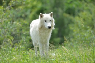 Obraz premium Arctic Wolf in a Summer Setting