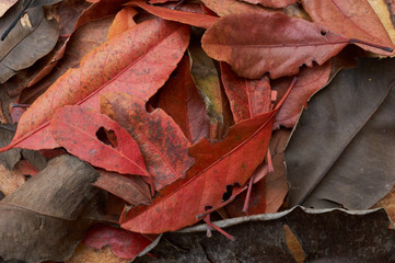 Background of the fallen red leaves
