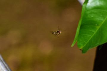 Wildlife And Nature