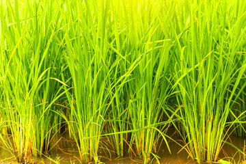 young rice tree on paddy field