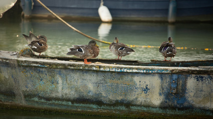 Ducks lining up on an old disused boat
