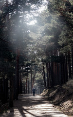 Lonely man walking between trees in a forest