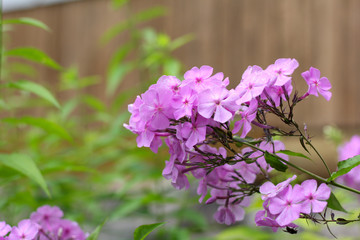Naklejka premium Violet flowers in garden