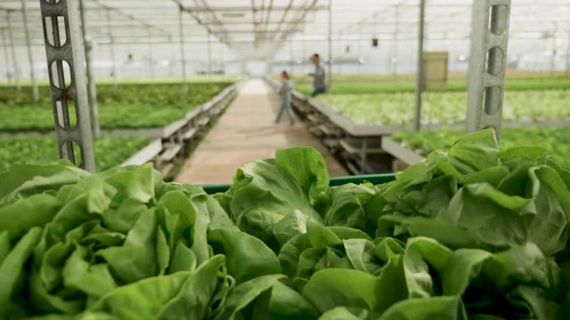 Cart with organic green salad pused by farm worker to storage. POV shot