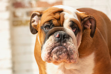 English Bulldog puppy Redhead with white, British breed, head with wrinkles closeup portrait