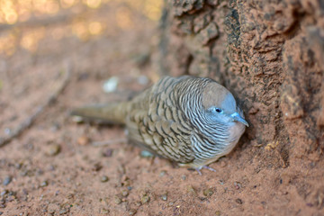 Geopelia striata, Geopelia striata sleeping from Thailand country