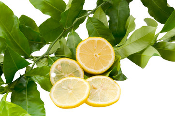 Lemon slices against the background of green lemon branches