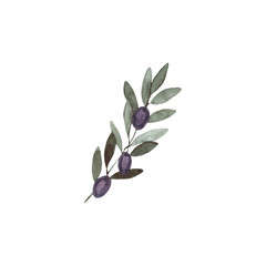 Watercolor olive branch with black fruits. Hand-drawn with watercolor paints. Suitable for all types of design.