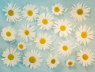 Fototapeta premium Flat lay composition with chamomiles flowers on blue background.