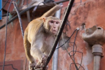Monkeys in the city of Jaipur, India