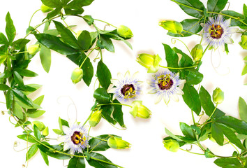Passiflora on a white background