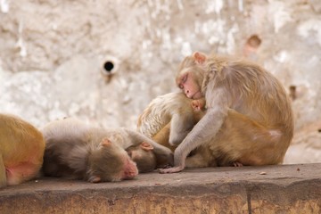 Monkeys in the city of Jaipur, India
