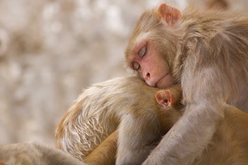 Obraz premium Monkeys in the city of Jaipur, India