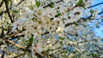 Spring flowering tree with white flowers