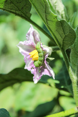 Green caterpillar on a purple, pink eggplant flower