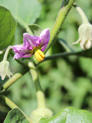 Eggplant flower. Purple little flower