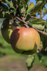 Ripe apple hanging on a tree branch