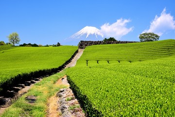 富士山と茶畑