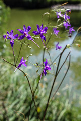Delphinium consolida. Small purple flowers. 