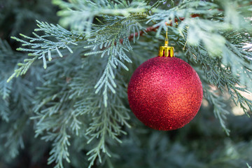 Christmas / New Year Red Decorative Ball Hanged on The Pine Tree