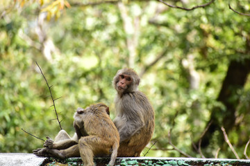 Wildlife And Nature