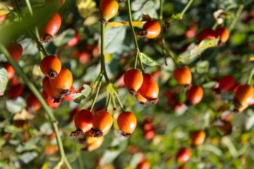 Rosehip bush. Ripe orange, red, yellow rose hips.