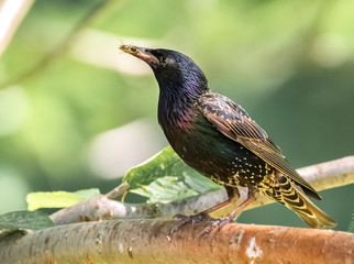 Star mit Wespe im Schnabel