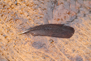 Wet bird feather lies on a wet table