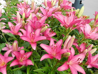 Pink lilies blooming in the park beautiful floral background
