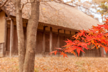 仙台市　泉ヶ岳紅葉