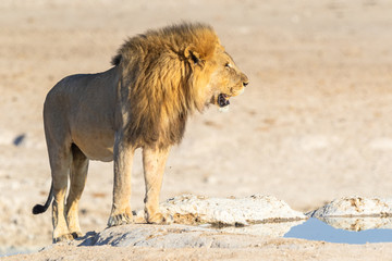 Löwe (Panthera leo) im Etosha Park