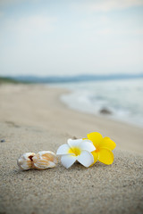 砂浜とプルメリアの花