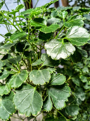 Close up view of green leaves in the garden