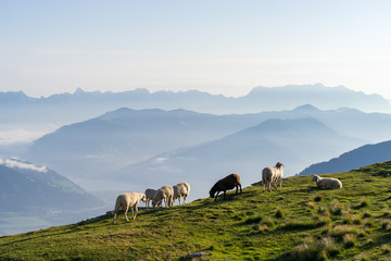 Schafe über Zell am See