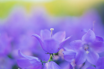 Fototapeta na wymiar closeup of purple flower, soft focus beautiful bokeh